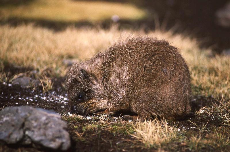 WT 1400 216-08 Kenya.jpg